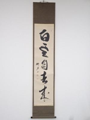 妙心寺谷耕月筆　「白雲自去来」一行書　肉筆紙本掛軸（共箱）